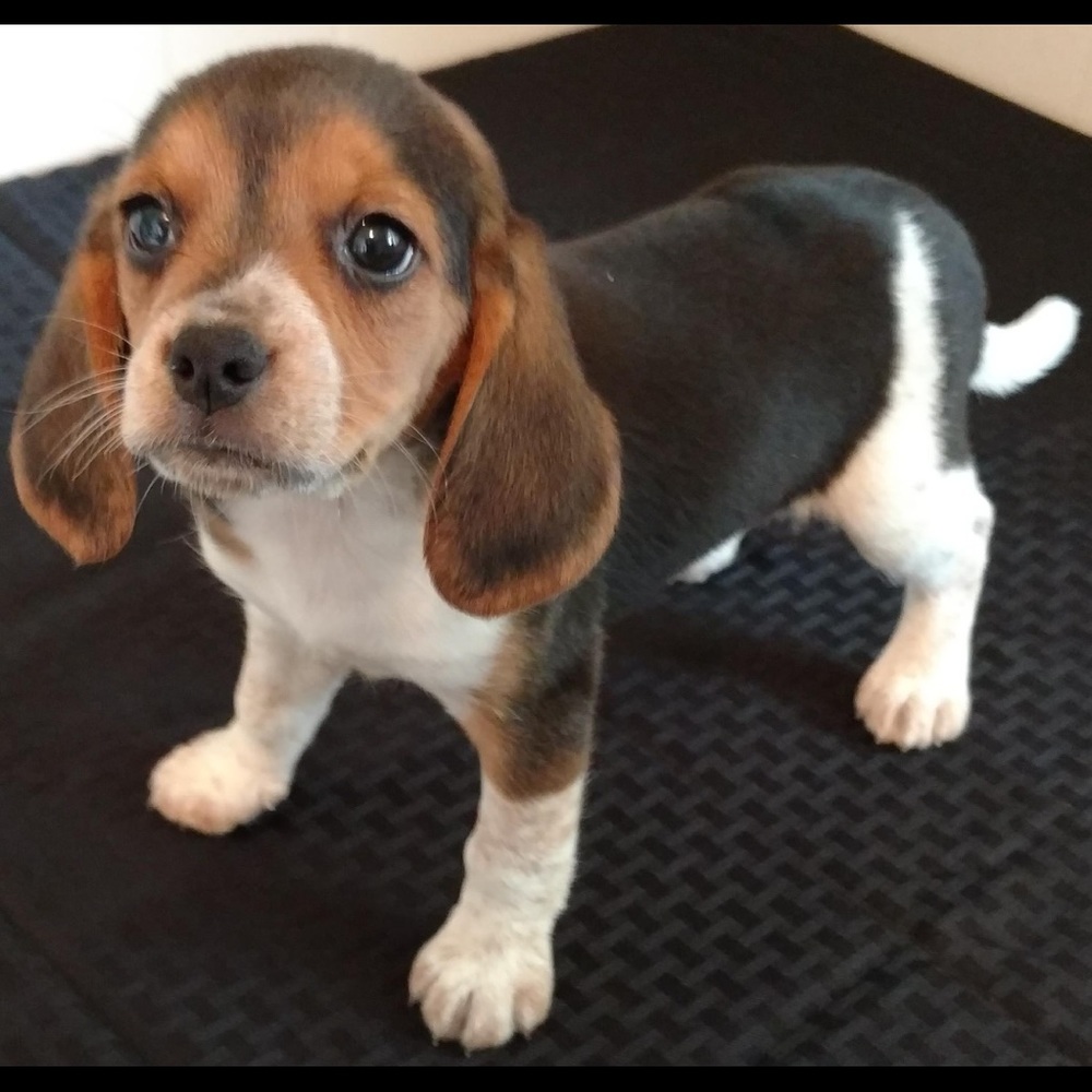 Meet your Posher, Holly